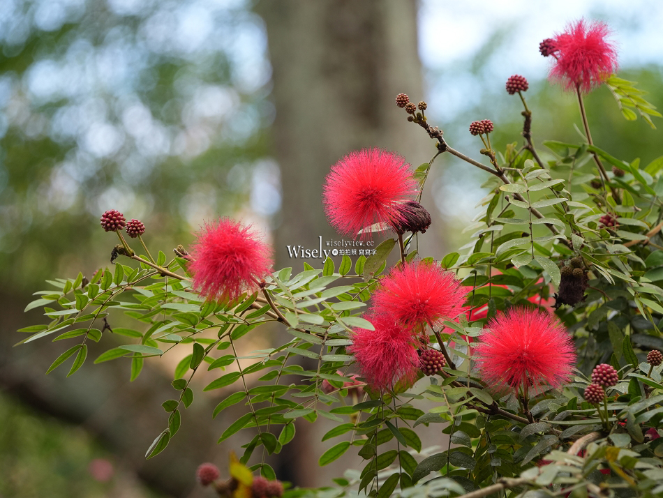 沁香鍋物 2.0 悟空探香｜西遊記主題限定調香暖鍋｜力麗馬告生態園區