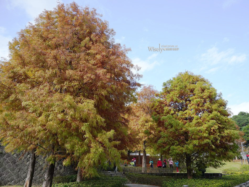 北投行天宮落羽松︱觸手可及的冬季緋紅庭園︱台北落羽松景點