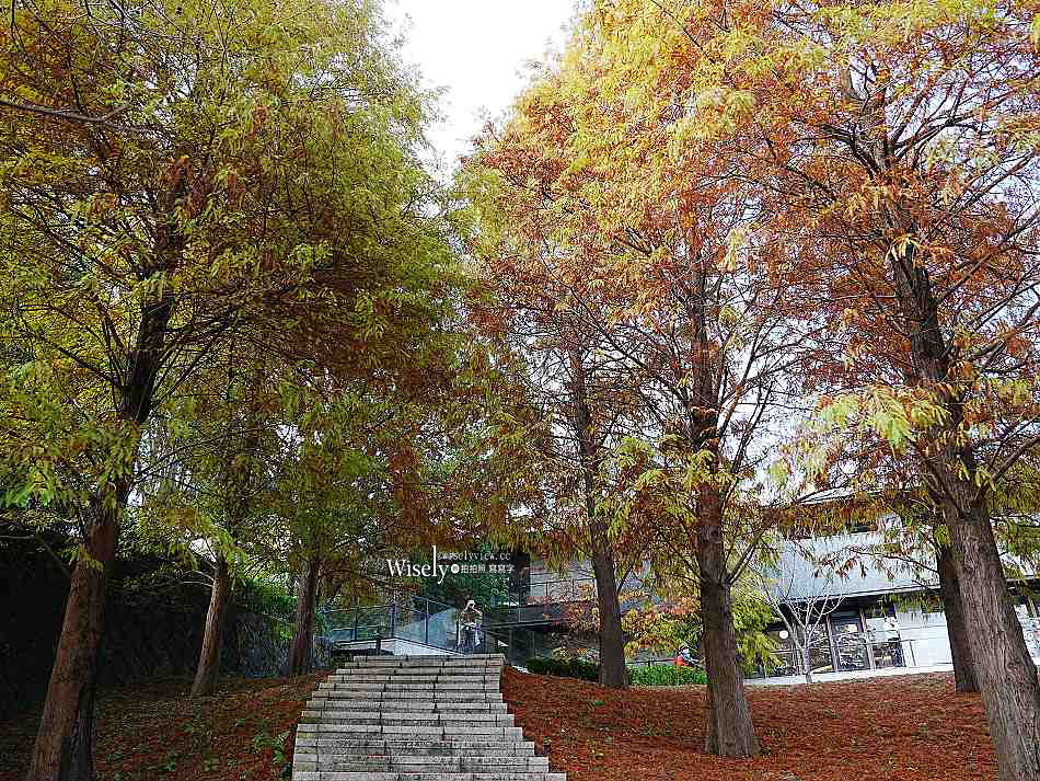 北投行天宮落羽松︱觸手可及的冬季緋紅庭園︱台北落羽松景點