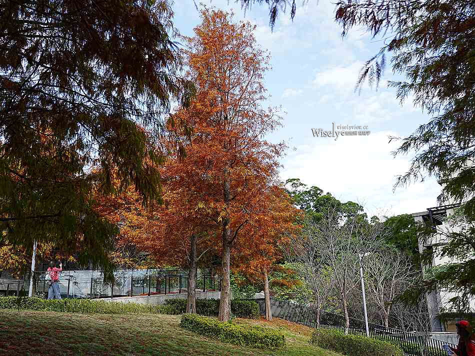 北投行天宮落羽松︱觸手可及的冬季緋紅庭園︱台北落羽松景點