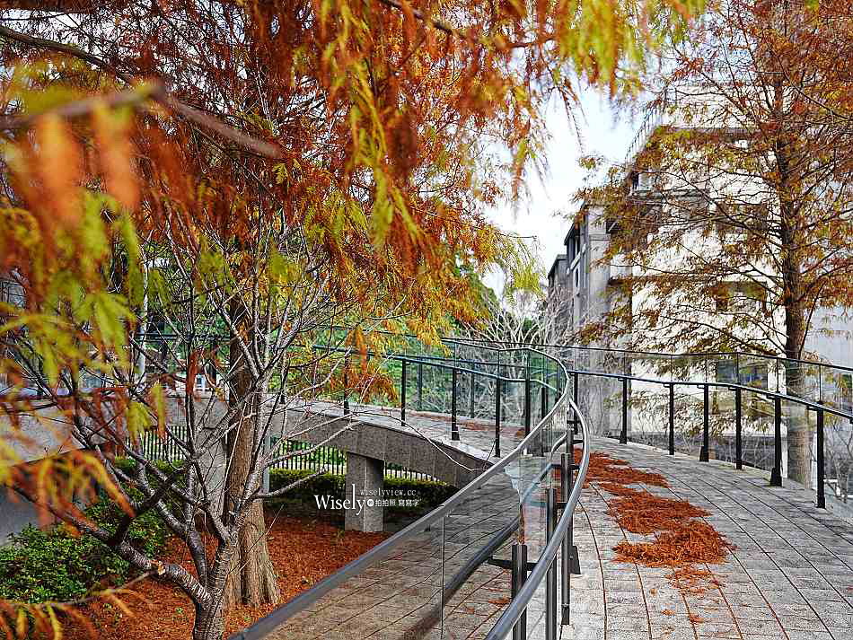 北投行天宮落羽松︱觸手可及的冬季緋紅庭園︱台北落羽松景點