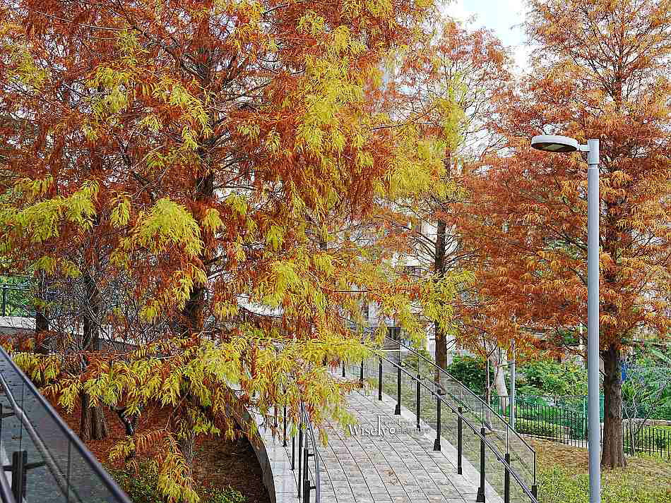 北投行天宮落羽松︱觸手可及的冬季緋紅庭園︱台北落羽松景點