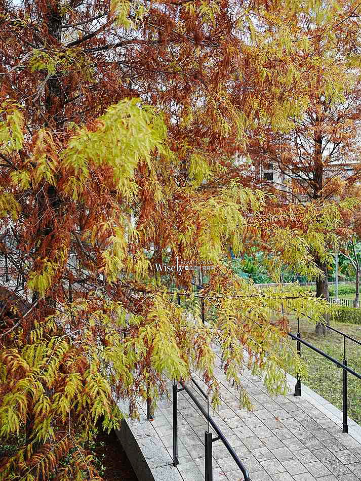 北投行天宮落羽松︱觸手可及的冬季緋紅庭園︱台北落羽松景點
