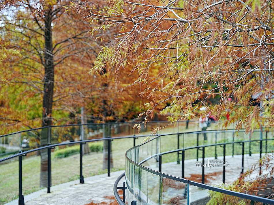 北投行天宮落羽松︱觸手可及的冬季緋紅庭園︱台北落羽松景點