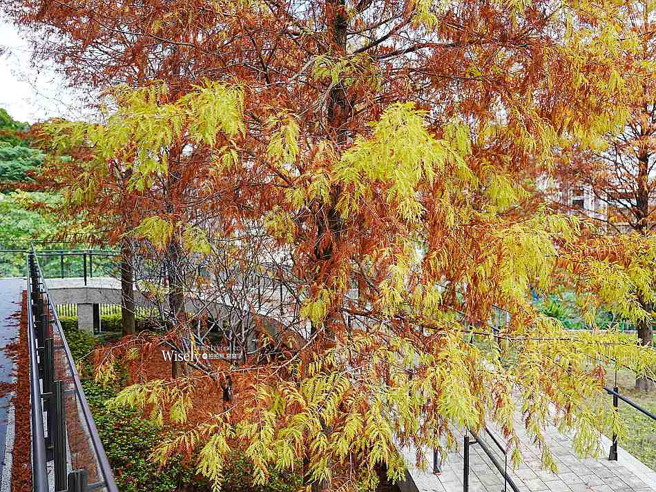 北投行天宮落羽松︱觸手可及的冬季緋紅庭園︱台北落羽松景點