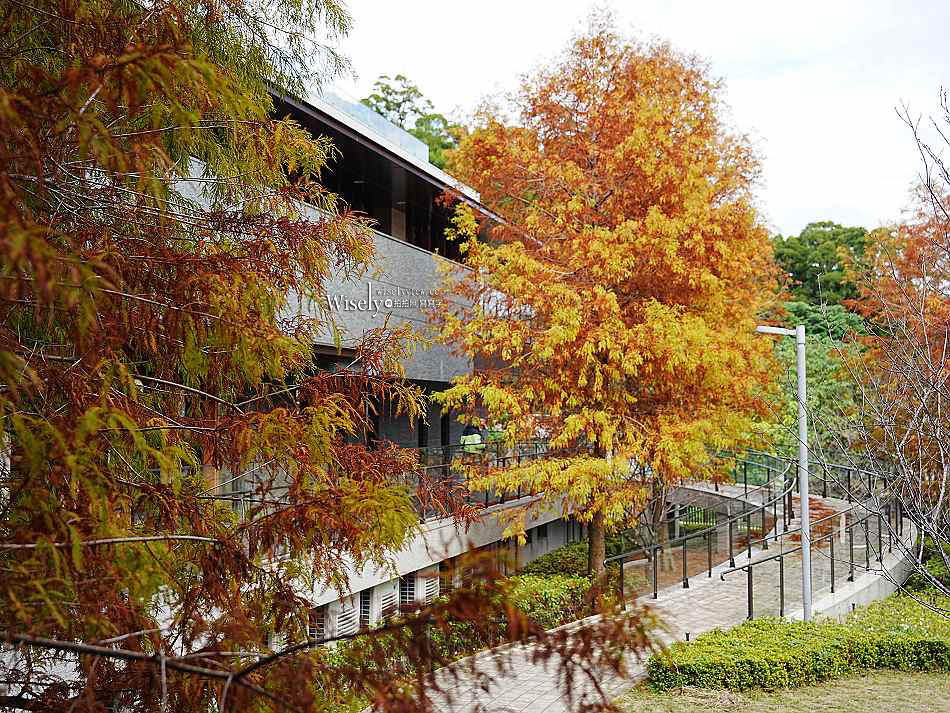 北投行天宮落羽松︱觸手可及的冬季緋紅庭園︱台北落羽松景點