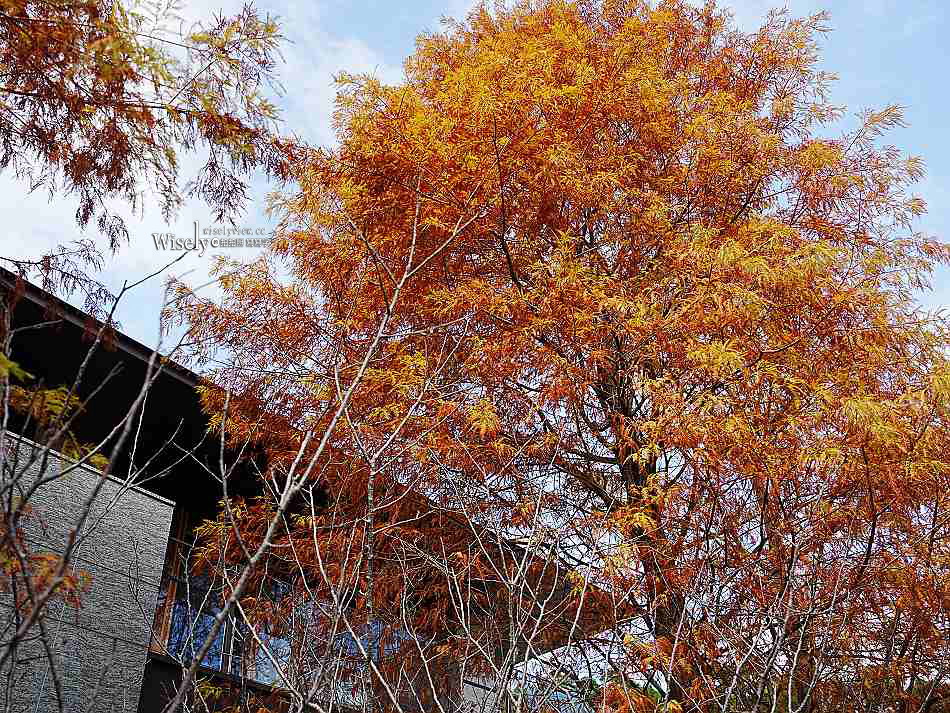北投行天宮落羽松︱觸手可及的冬季緋紅庭園︱台北落羽松景點