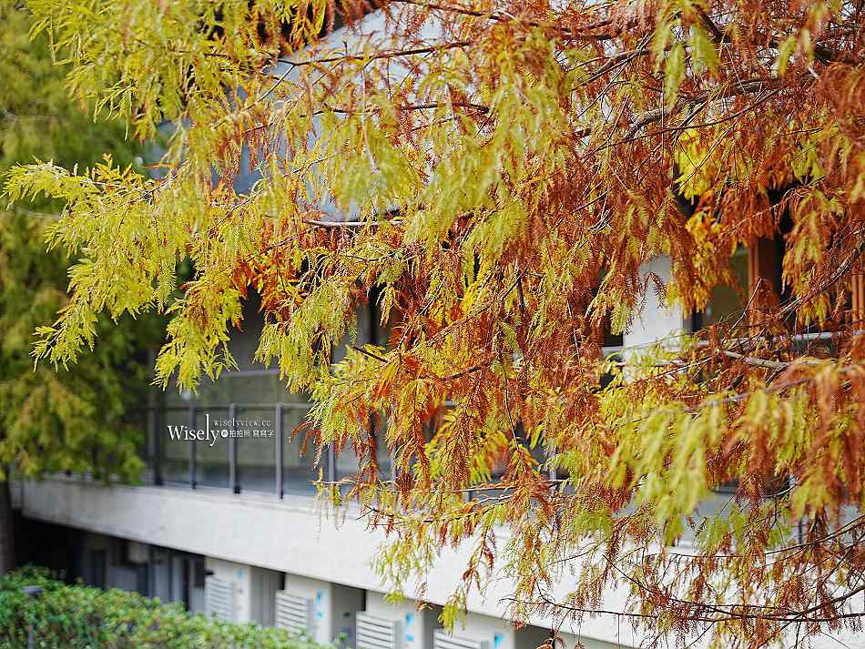 北投行天宮落羽松︱觸手可及的冬季緋紅庭園︱台北落羽松景點