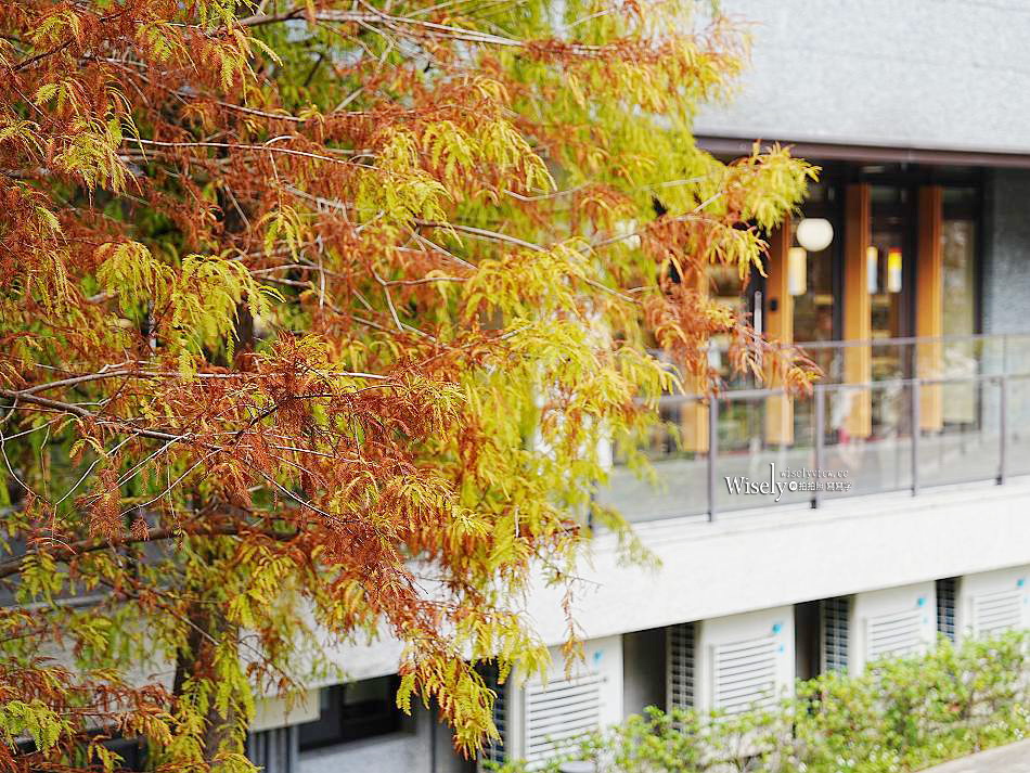 北投行天宮落羽松︱觸手可及的冬季緋紅庭園︱台北落羽松景點