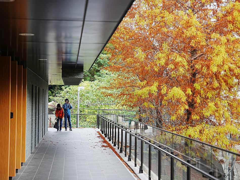 北投行天宮落羽松︱觸手可及的冬季緋紅庭園︱台北落羽松景點