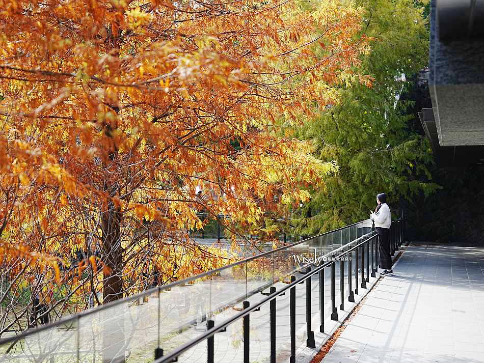 北投行天宮落羽松︱觸手可及的冬季緋紅庭園︱台北落羽松景點