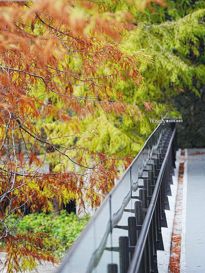 北投行天宮落羽松︱觸手可及的冬季緋紅庭園︱台北落羽松景點
