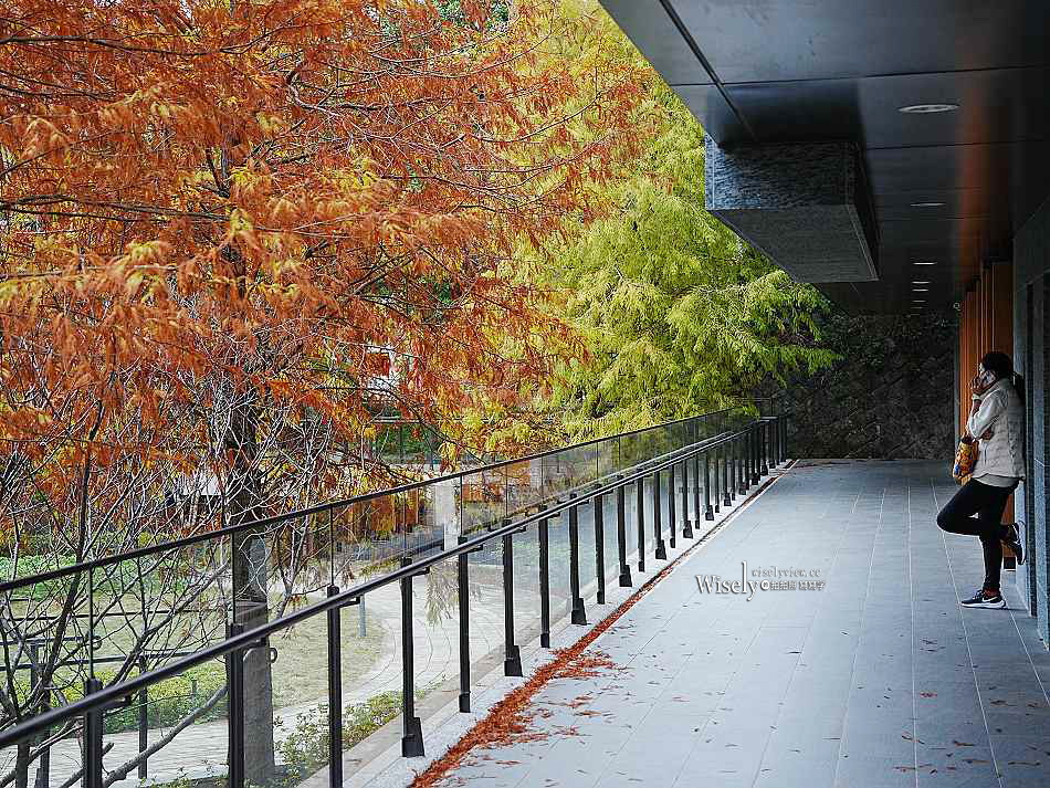 北投行天宮落羽松︱觸手可及的冬季緋紅庭園︱台北落羽松景點