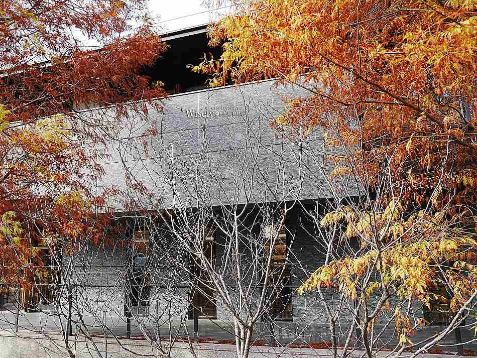 北投行天宮落羽松︱觸手可及的冬季緋紅庭園︱台北落羽松景點