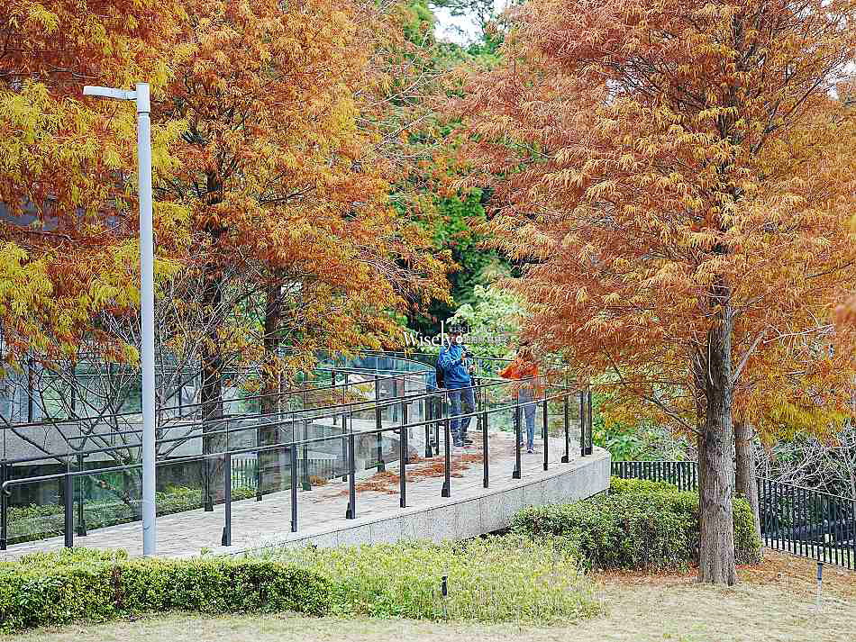 北投行天宮落羽松︱觸手可及的冬季緋紅庭園︱台北落羽松景點