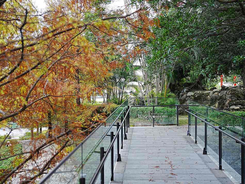 北投行天宮落羽松︱觸手可及的冬季緋紅庭園︱台北落羽松景點