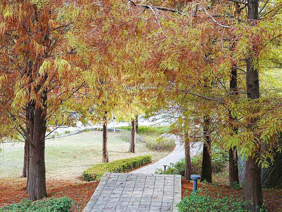 北投行天宮落羽松︱觸手可及的冬季緋紅庭園︱台北落羽松景點