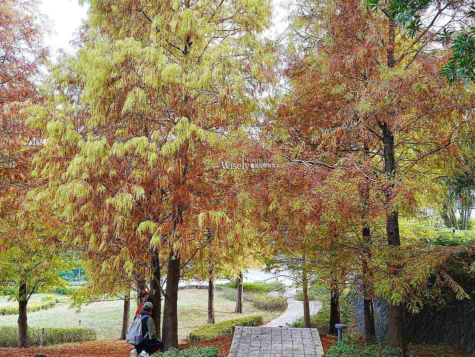 北投行天宮落羽松︱觸手可及的冬季緋紅庭園︱台北落羽松景點