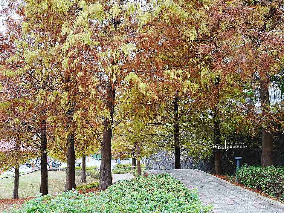 北投行天宮落羽松︱觸手可及的冬季緋紅庭園︱台北落羽松景點