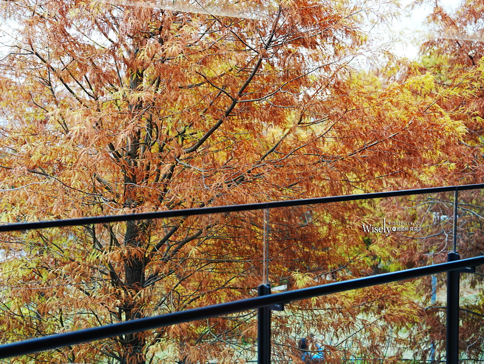北投行天宮落羽松︱觸手可及的冬季緋紅庭園︱台北落羽松景點