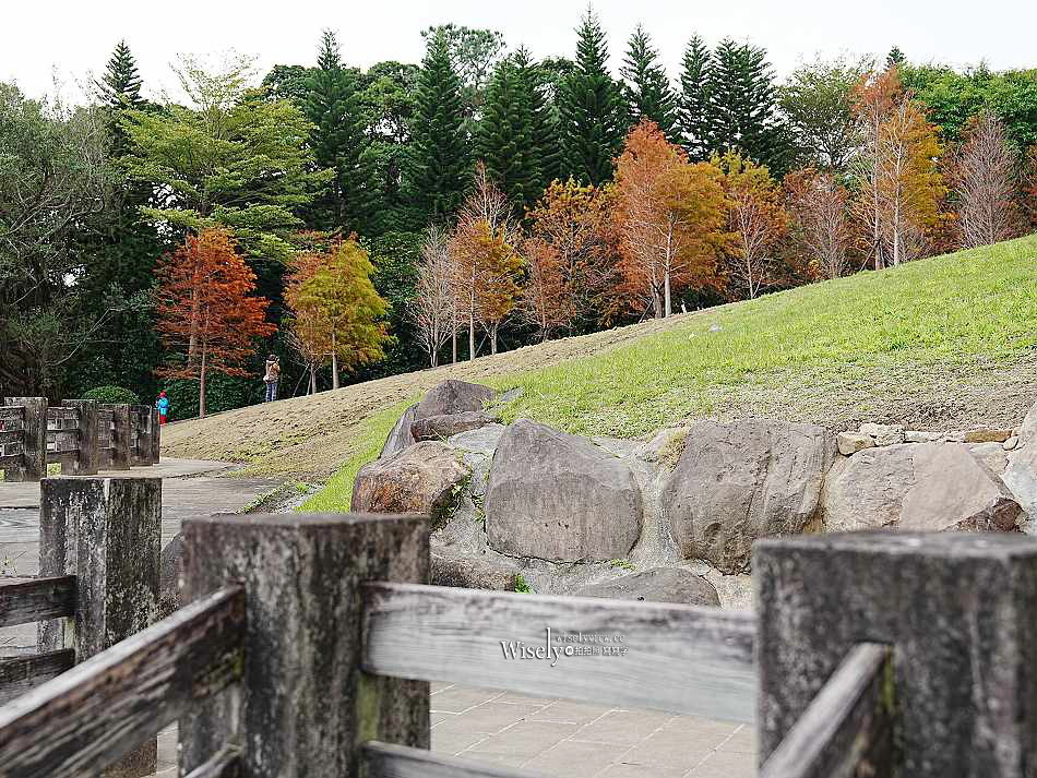 北投行天宮落羽松︱觸手可及的冬季緋紅庭園︱台北落羽松景點