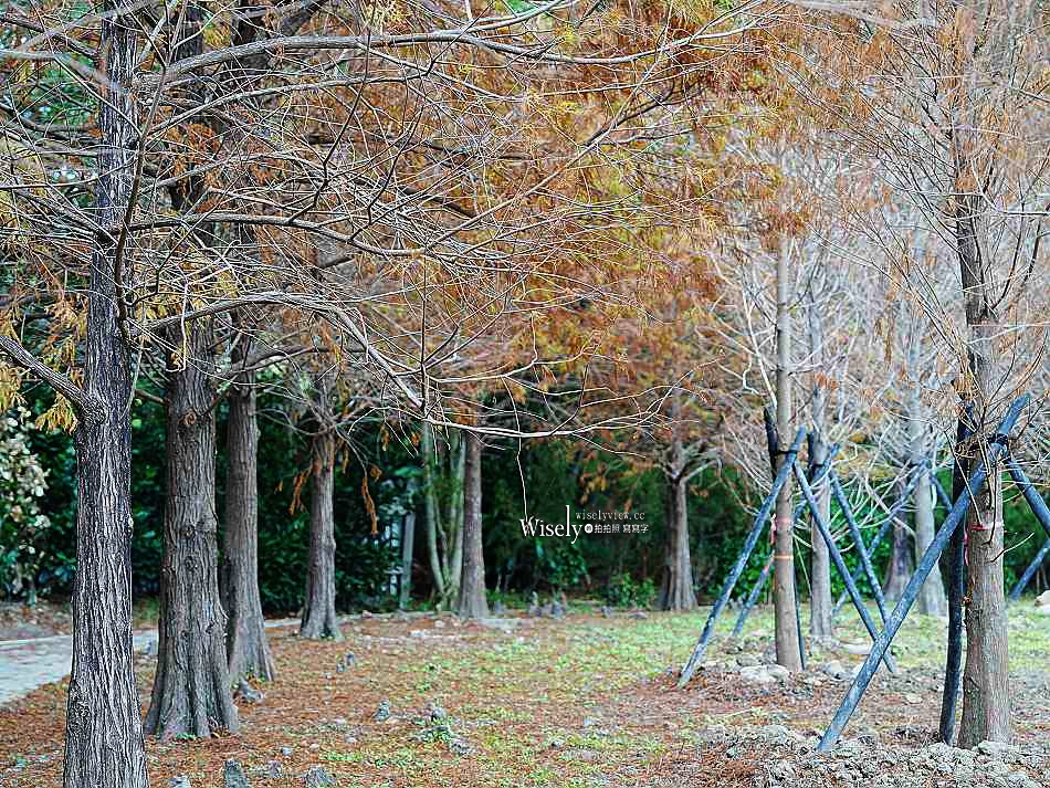 北投行天宮落羽松︱觸手可及的冬季緋紅庭園︱台北落羽松景點
