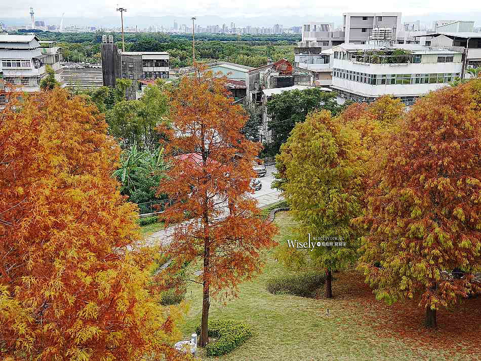 北投行天宮落羽松︱觸手可及的冬季緋紅庭園︱台北落羽松景點